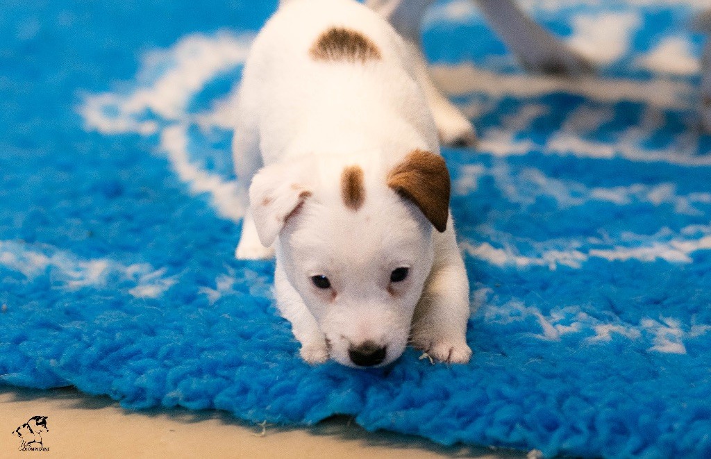 du Bois de Compiègne - Jack Russell Terrier - Portée née le 21/10/2023