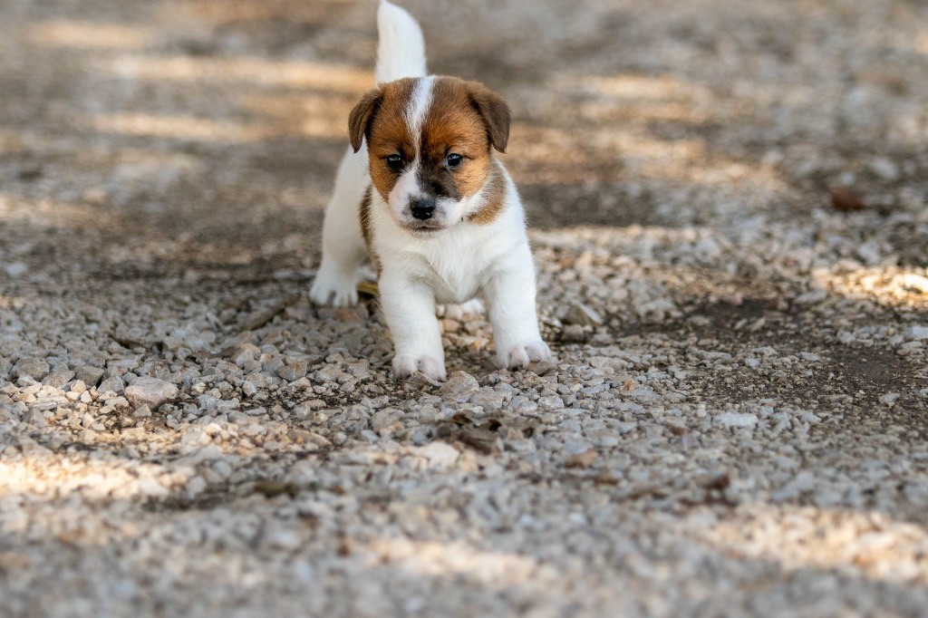 du Bois de Compiègne - Chiots disponibles - Jack Russell Terrier
