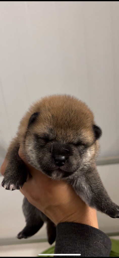 du Bois de Compiègne - Chiots disponibles - Shiba