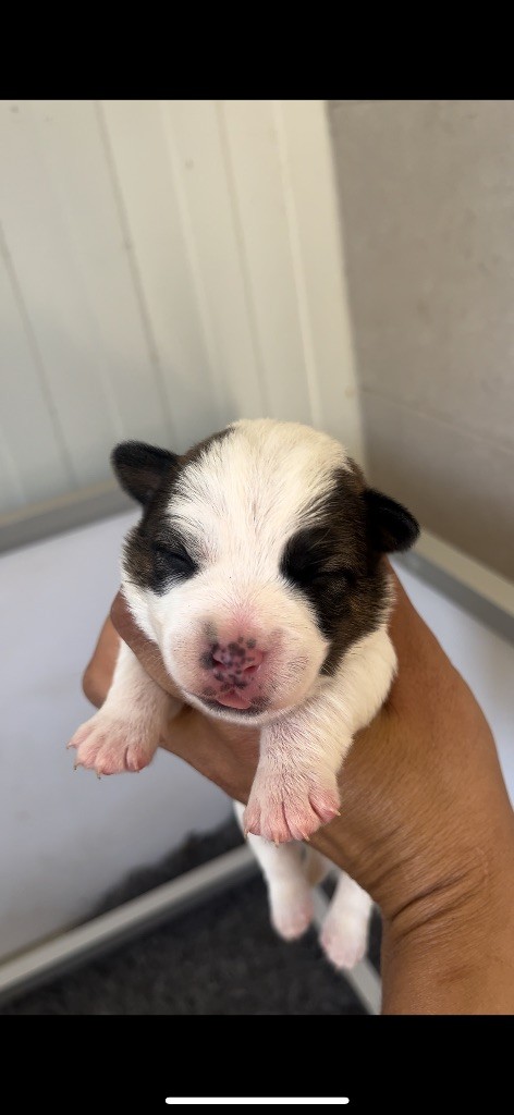 du Bois de Compiègne - Chiots disponibles - Jack Russell Terrier