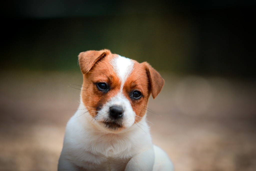 du Bois de Compiègne - Jack Russell Terrier - Portée née le 26/02/2018