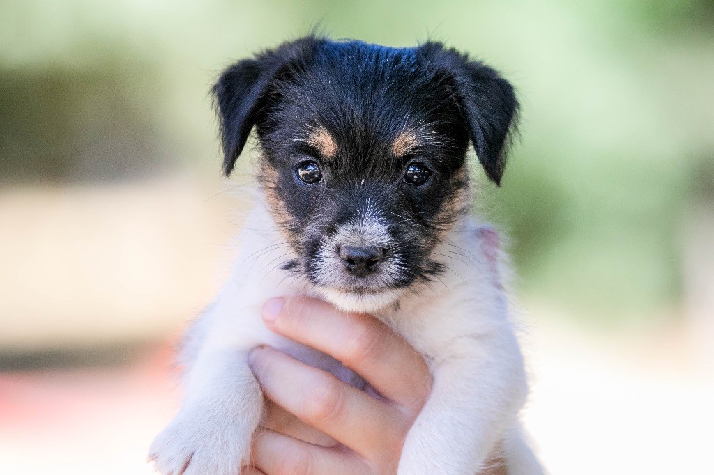 du Bois de Compiègne - Chiots disponibles - Jack Russell Terrier