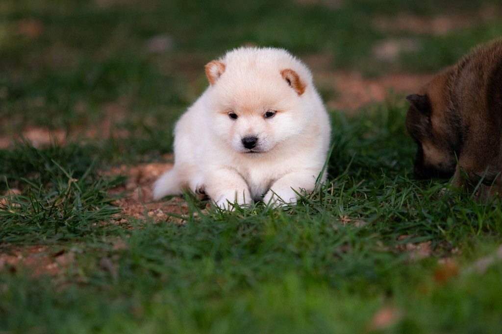 du Bois de Compiègne - Chiots disponibles - Shiba
