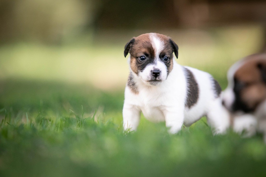 du Bois de Compiègne - Chiots disponibles - Jack Russell Terrier