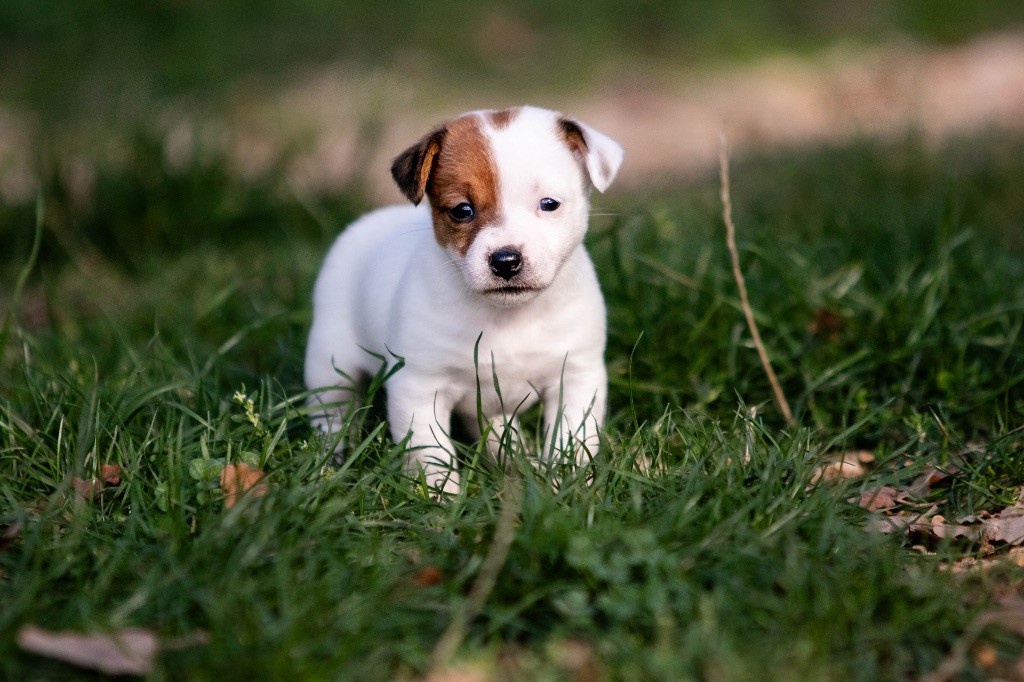 du Bois de Compiègne - Chiots disponibles - Jack Russell Terrier