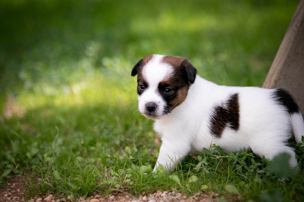 du Bois de Compiègne - Chiots disponibles - Jack Russell Terrier