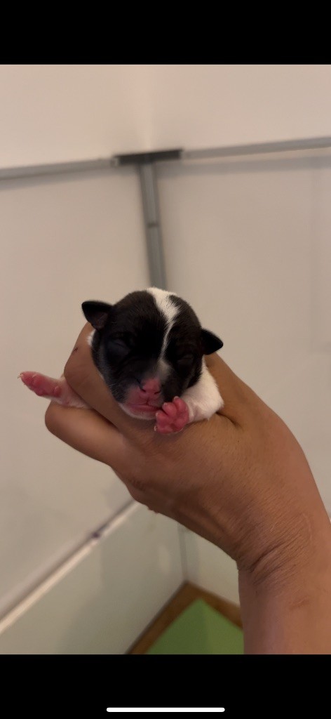 du Bois de Compiègne - Chiots disponibles - Jack Russell Terrier