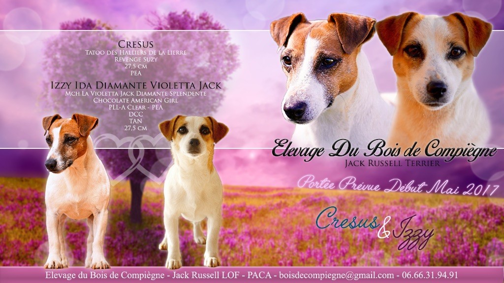 du Bois de Compiègne - Jack Russell Terrier - Portée née le 08/05/2017