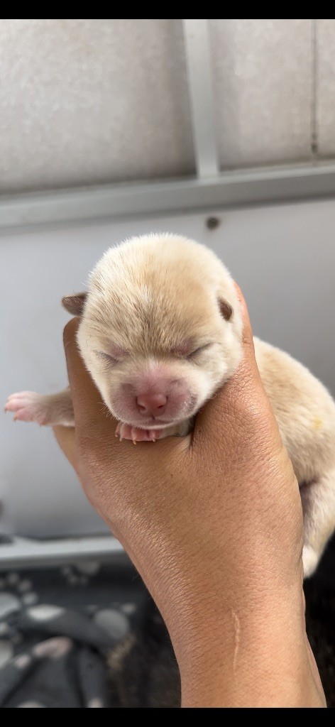 du Bois de Compiègne - Chiots disponibles - Shiba