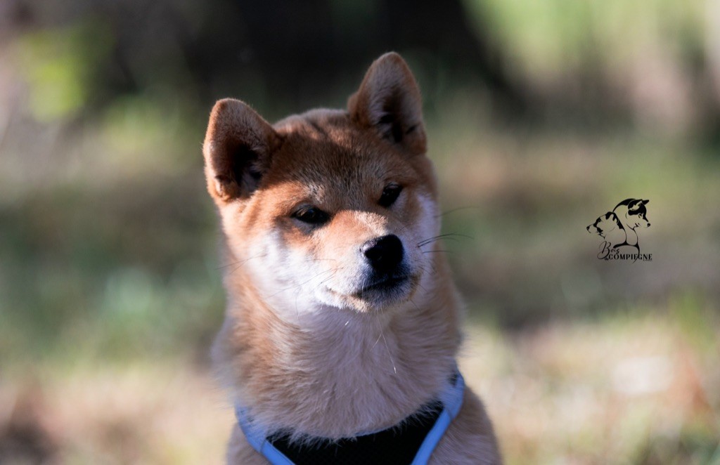 du Bois de Compiègne - Shiba - Portée née le 19/01/2023