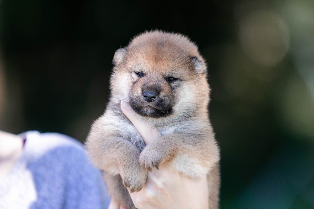 du Bois de Compiègne - Chiots disponibles - Shiba