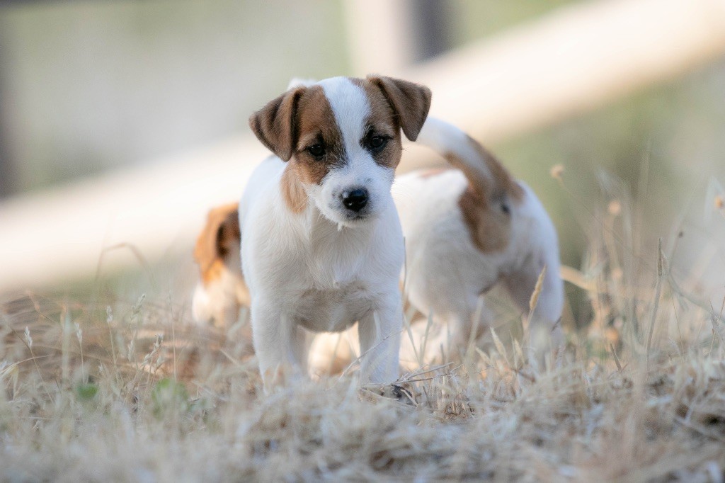 du Bois de Compiègne - Chiots disponibles - Jack Russell Terrier