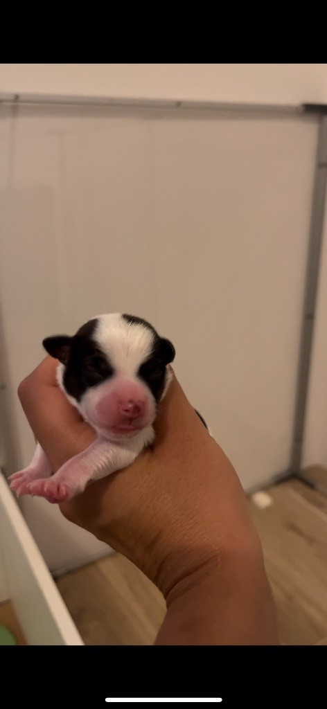 du Bois de Compiègne - Chiots disponibles - Jack Russell Terrier