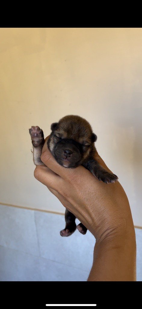du Bois de Compiègne - Chiots disponibles - Shiba
