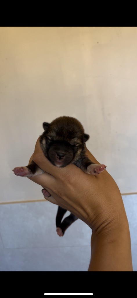 du Bois de Compiègne - Chiots disponibles - Shiba