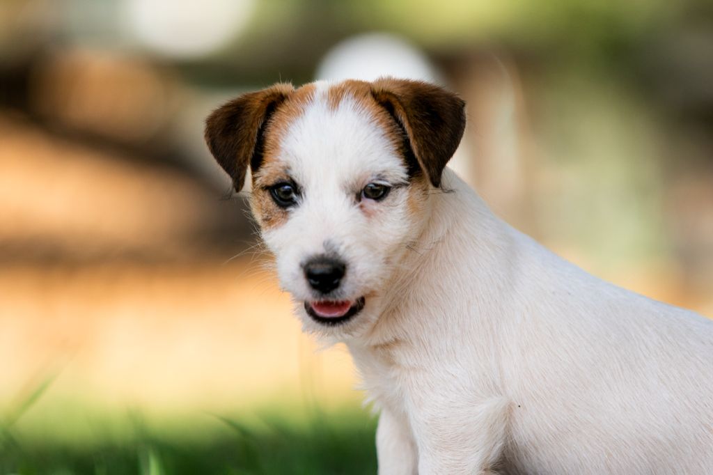 du Bois de Compiègne - Jack Russell Terrier - Portée née le 03/08/2022
