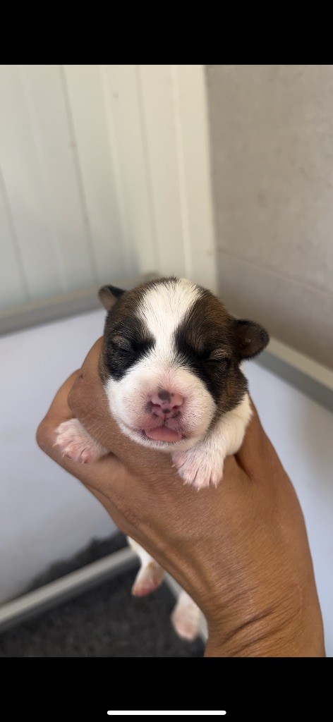 du Bois de Compiègne - Chiots disponibles - Jack Russell Terrier