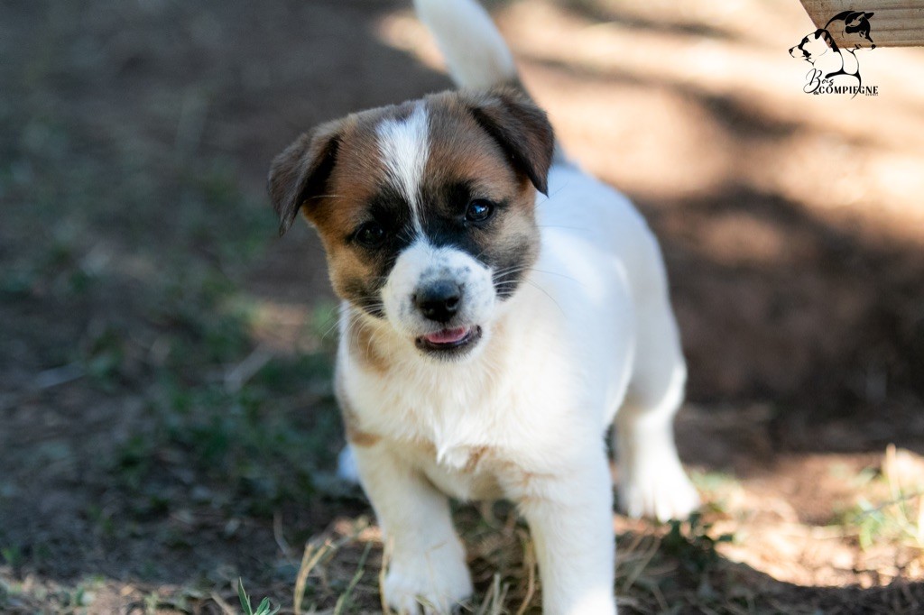 du Bois de Compiègne - Jack Russell Terrier - Portée née le 18/06/2023