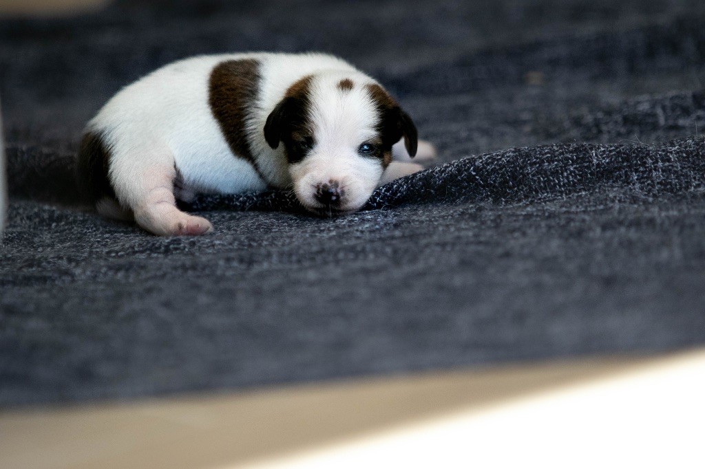 du Bois de Compiègne - Chiots disponibles - Jack Russell Terrier