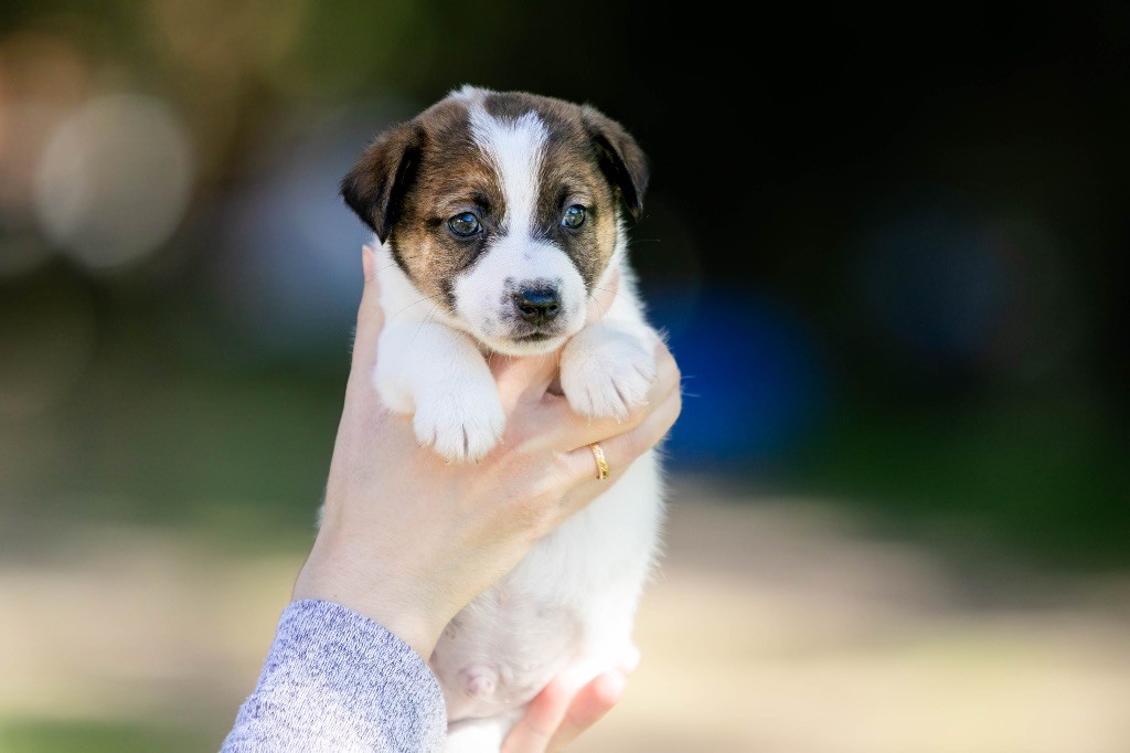 du Bois de Compiègne - Chiots disponibles - Jack Russell Terrier