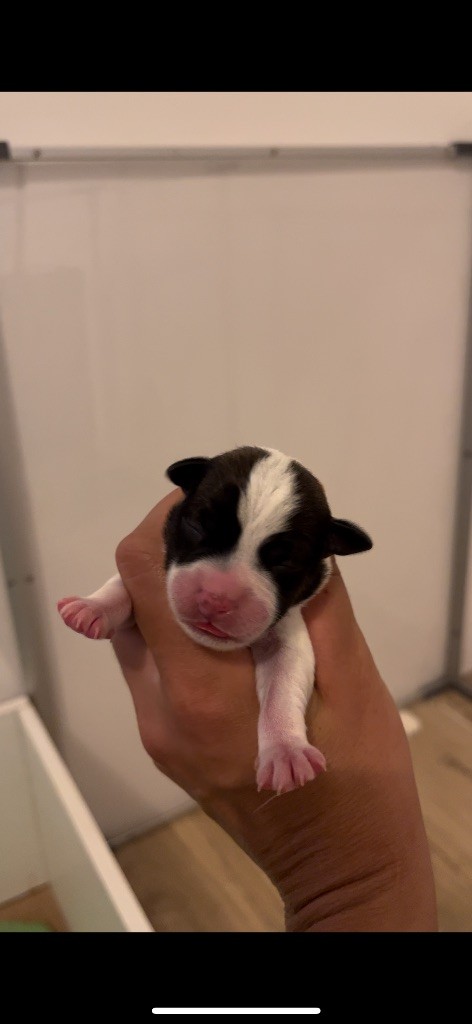 du Bois de Compiègne - Chiots disponibles - Jack Russell Terrier