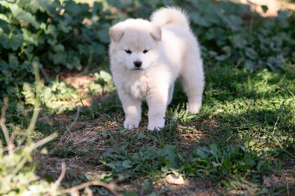du Bois de Compiègne - Chiots disponibles - Shiba