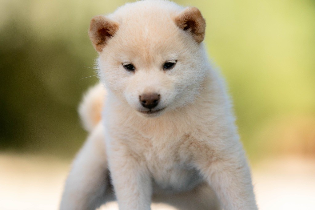 du Bois de Compiègne - Chiots disponibles - Shiba
