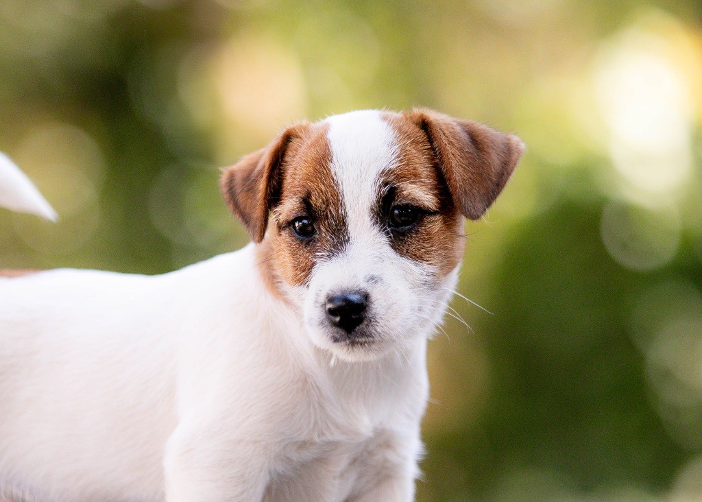 du Bois de Compiègne - Chiots disponibles - Jack Russell Terrier