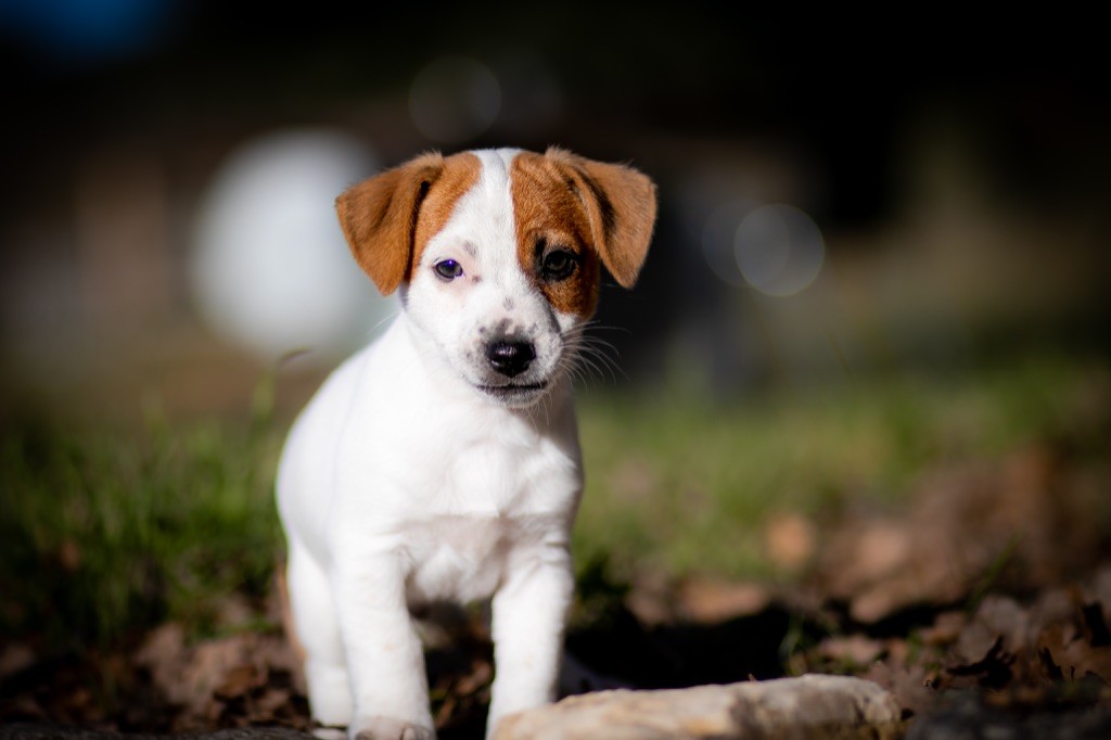 du Bois de Compiègne - Jack Russell Terrier - Portée née le 29/09/2021