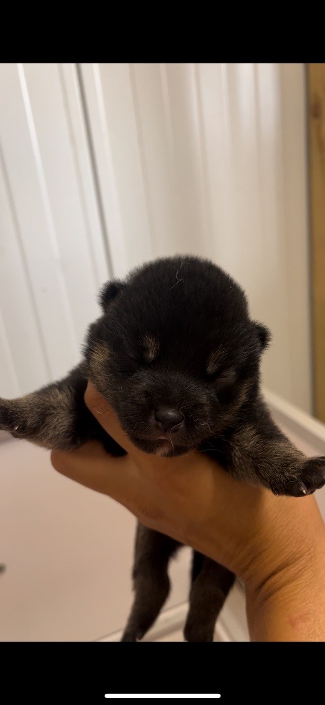 du Bois de Compiègne - Chiots disponibles - Shiba
