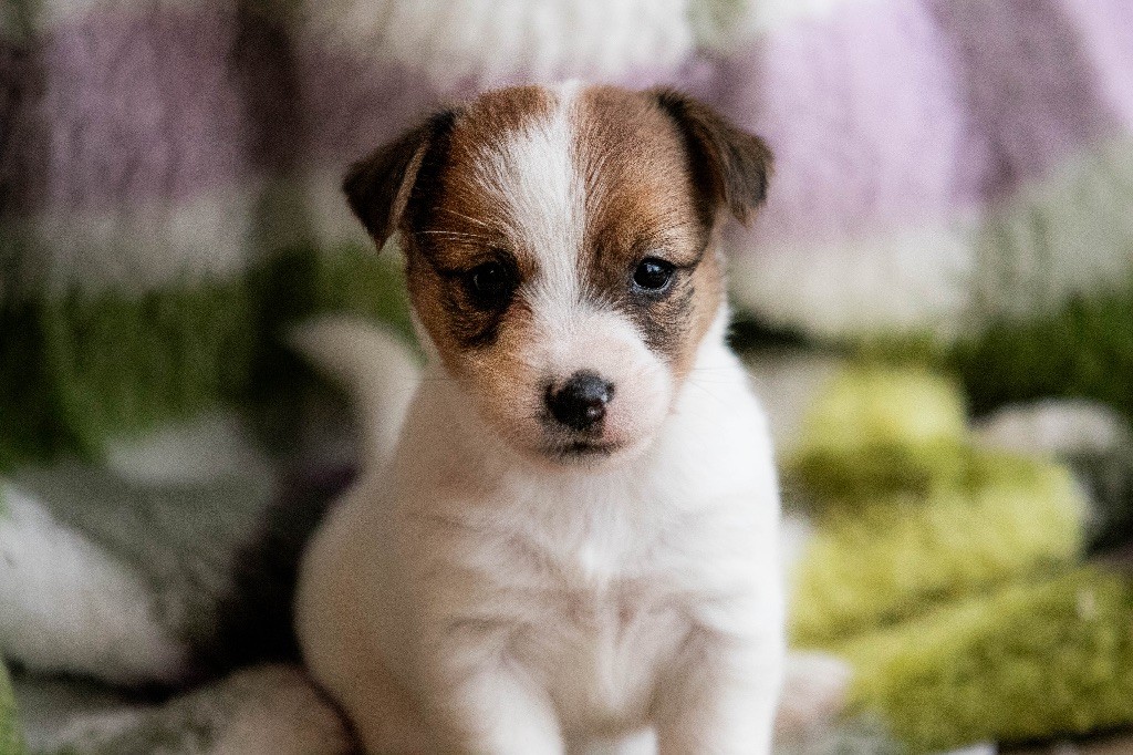 du Bois de Compiègne - Chiots disponibles - Jack Russell Terrier