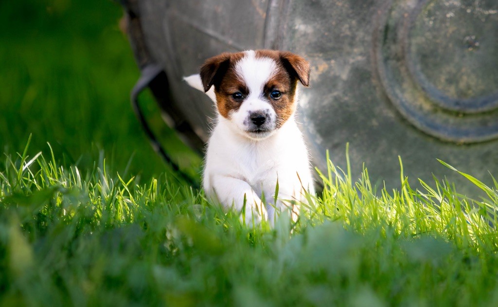 du Bois de Compiègne - Chiots disponibles - Jack Russell Terrier