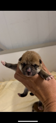 CHIOT