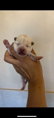 CHIOT