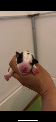 CHIOT