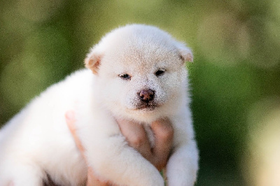 CHIOT