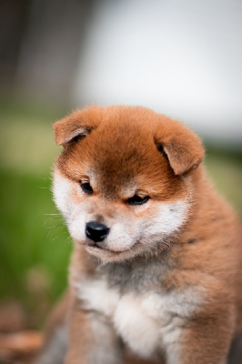 CHIOT
