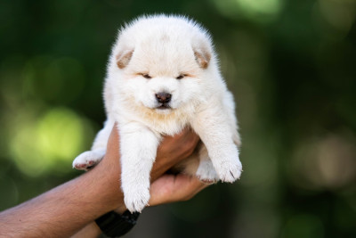 CHIOT 2
