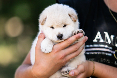 CHIOT 3
