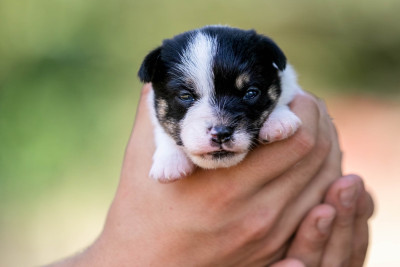 CHIOT 1