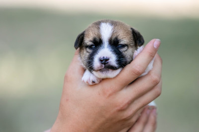 CHIOT 2