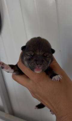 CHIOT 4