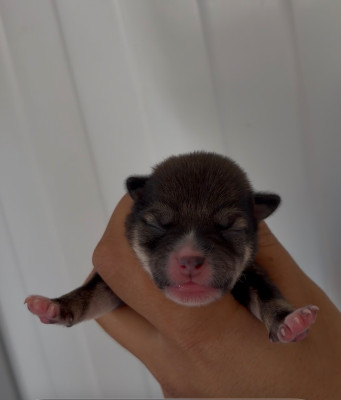CHIOT 1