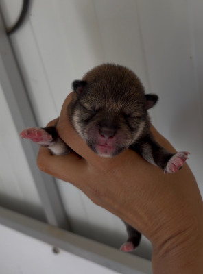 CHIOT 6