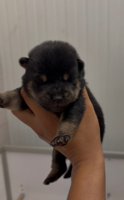 CHIOT 1