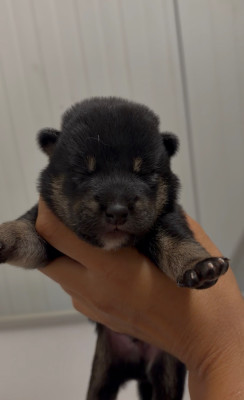 CHIOT 2
