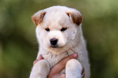 CHIOT 2