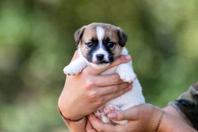 CHIOT 2