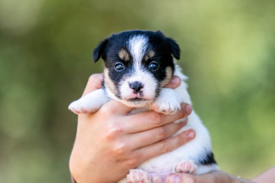 CHIOT 3