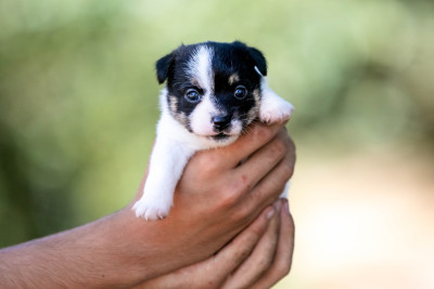 CHIOT 1